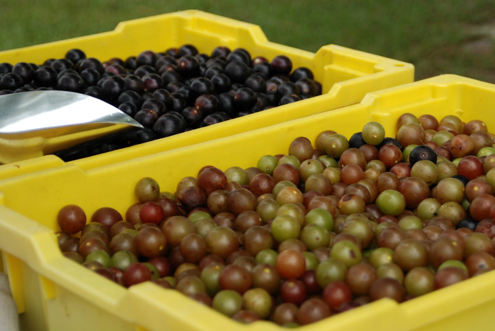 Muscadine grapes! You can pick your own today!!