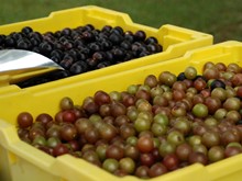 Muscadine grapes! You can pick your own today!!